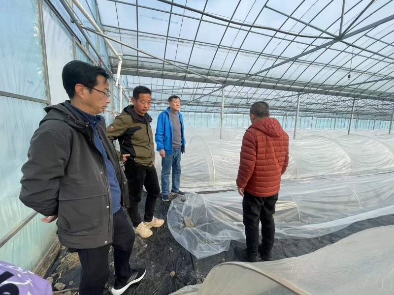 项目组在嘉善罗星街道马家桥村甜瓜基地调研.jpg